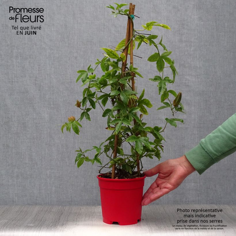 Passiflora Michael- Passion Flower 2L/3L potShipped height around 70/80cm sample as delivered in summer
