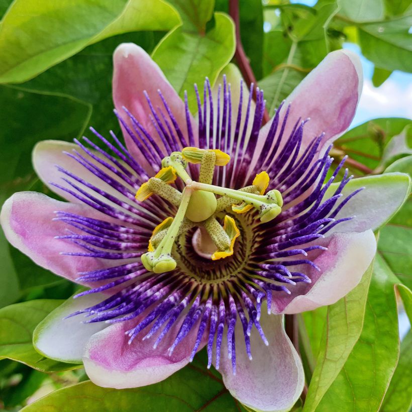 Passiflora Eugenie- Passion Flower (Flowering)