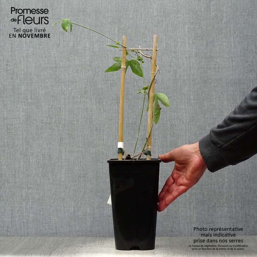 Passiflora Purple Passion- Passion Flower 2L/3L pot sample as delivered in autumn
