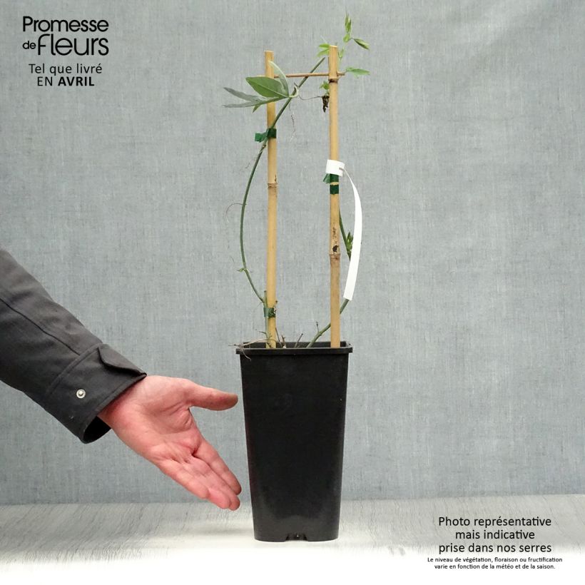 Passiflora Snow Queen- Passion Flower 2L/3L potShipped height around 60/70cm sample as delivered in spring