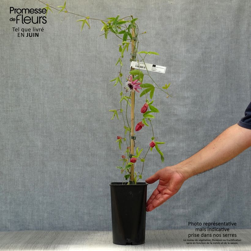 Passiflora Victoria- Passion Flower 2L/3L potShipped height around 60/70cm sample as delivered in summer