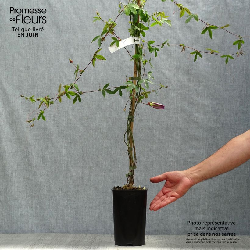 Passiflora Violacea- Passion Flower 2L/3L potShipped height around 60/70cm sample as delivered in summer