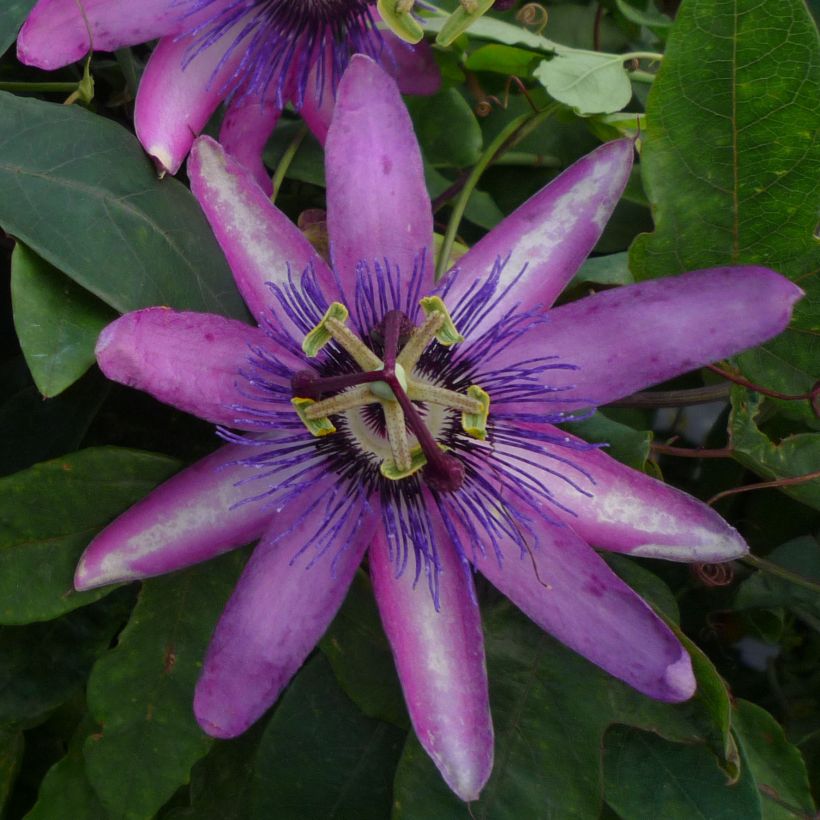 Passiflora Violacea- Passion Flower (Flowering)