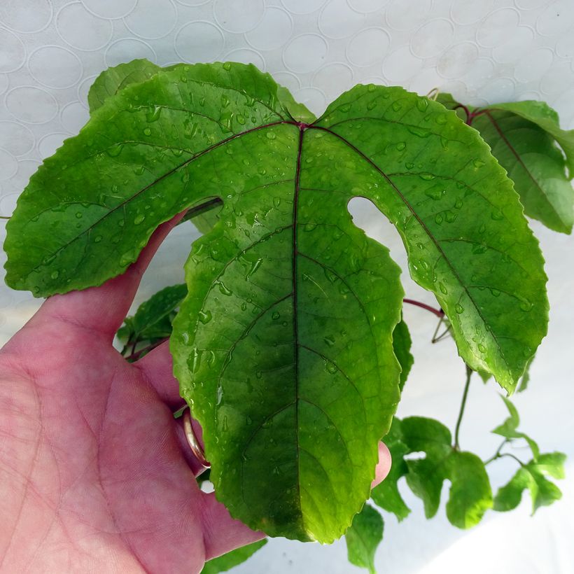Passiflora alata (Foliage)