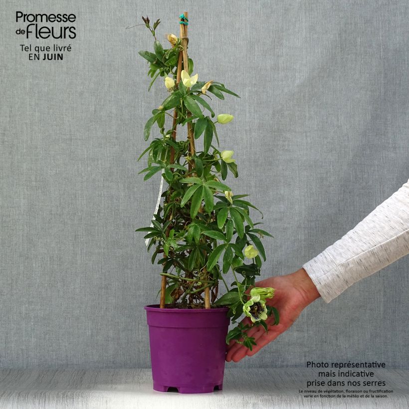 Passiflora caerulea x racemosa- Passion Flower 2L/3L potShipped height around 70/80cm sample as delivered in summer