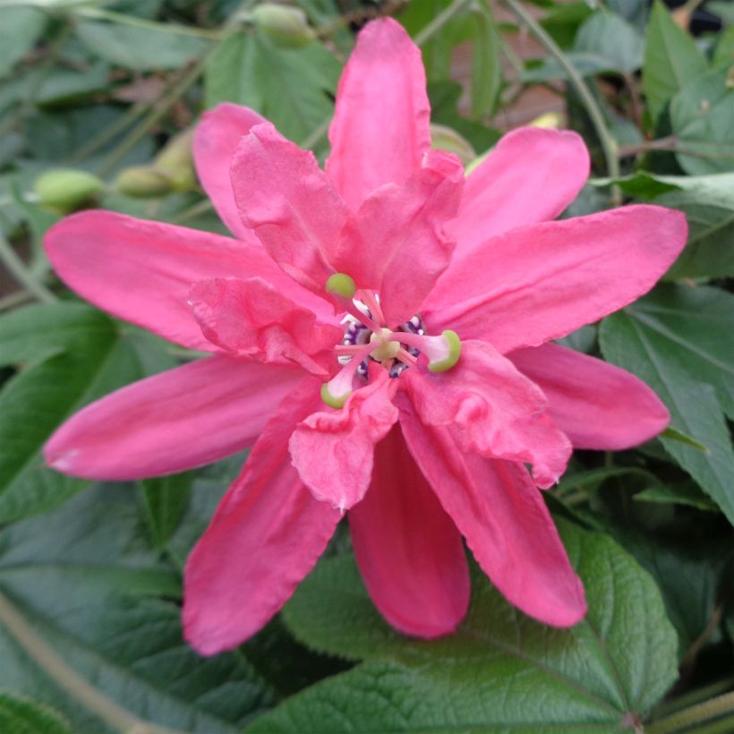 Passiflora Pink Passion- Passion Flower (Flowering)