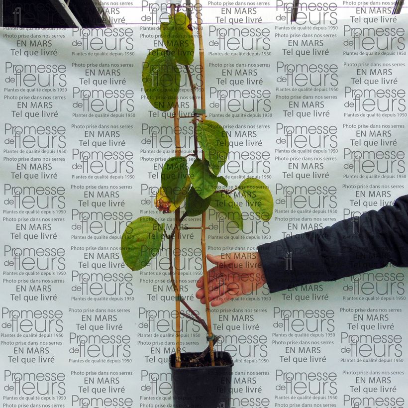 Example of Passiflora quadrangularis specimen as delivered