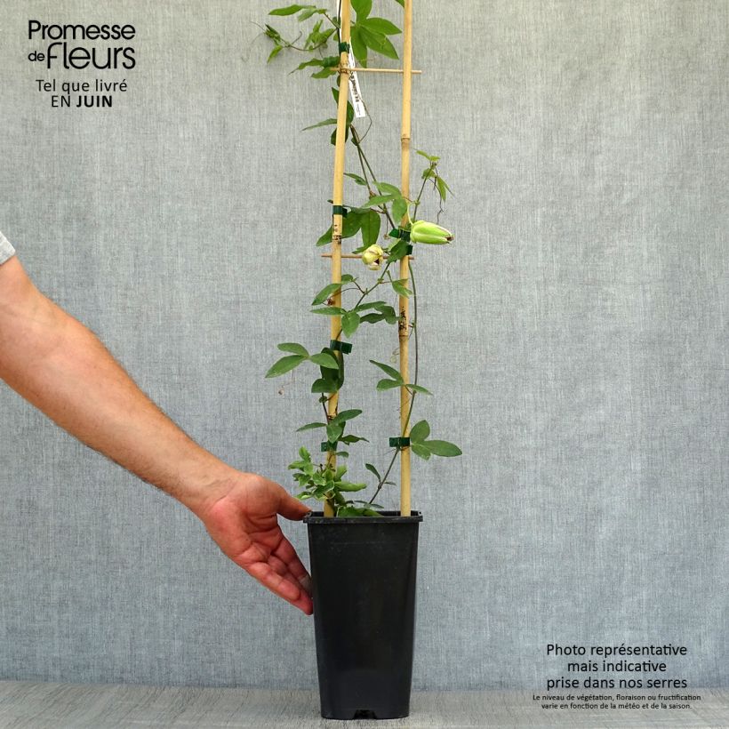 Passiflora Damsels Delight- Passion Flower 2L/3L potShipped height around 60/70cm sample as delivered in summer