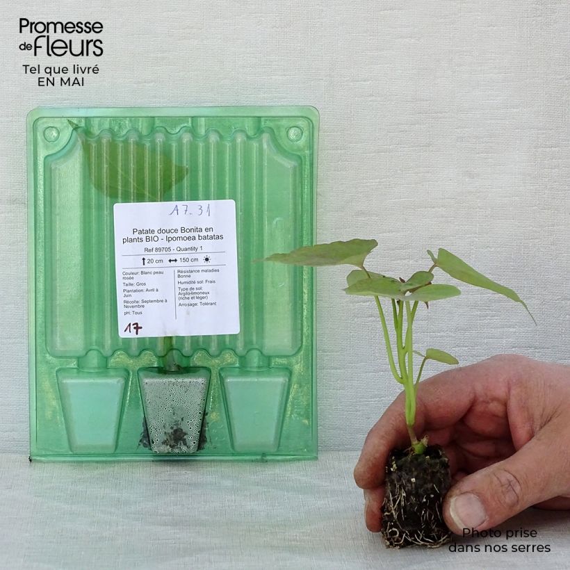 Patate douce Bonita en plants BIO - Ipomoea batatas Mini-motte 4 cm sample as delivered in spring