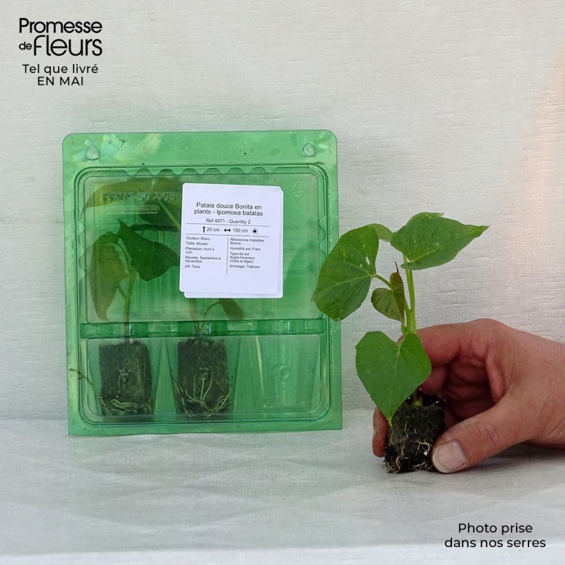 Patate douce Bonita en plants - Ipomoea batatas Mini-motte 3,5 cm sample as delivered in spring