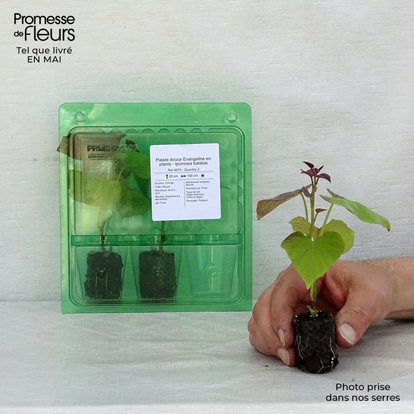 Patate douce Evangeline en plants - Ipomoea batatas Mini-motte 3,5 cm sample as delivered in spring