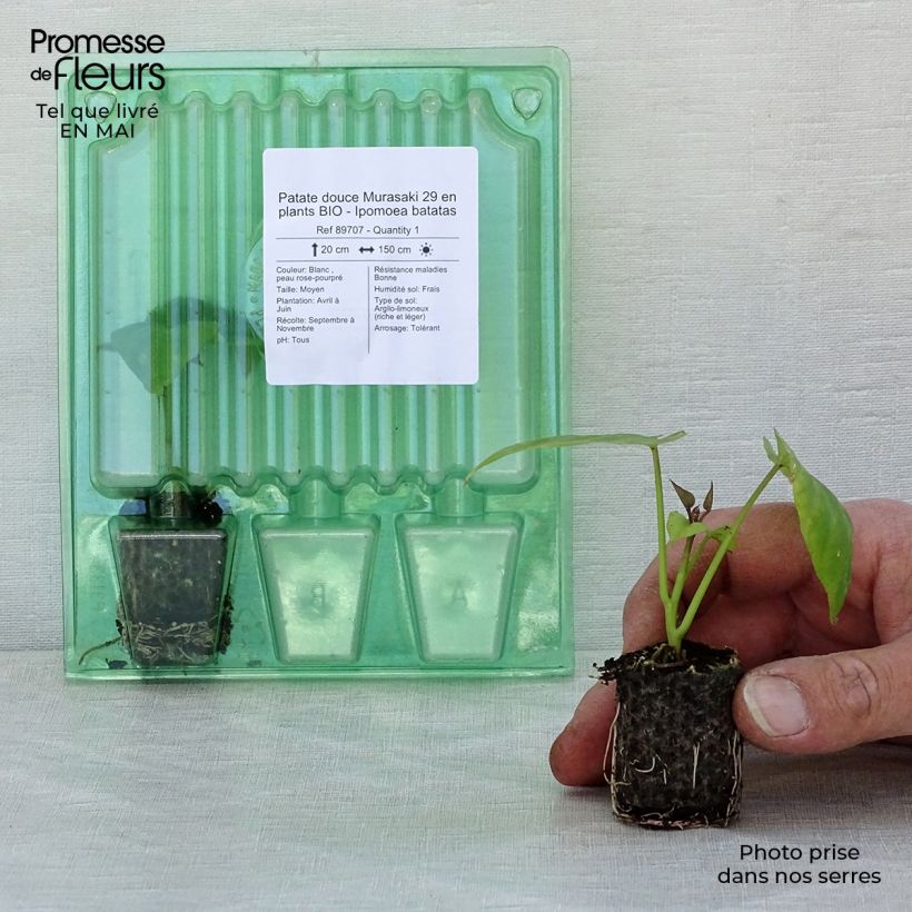 Patate douce Murasaki 29 en plants BIO - Ipomoea batatas Mini-motte 4 cm sample as delivered in spring