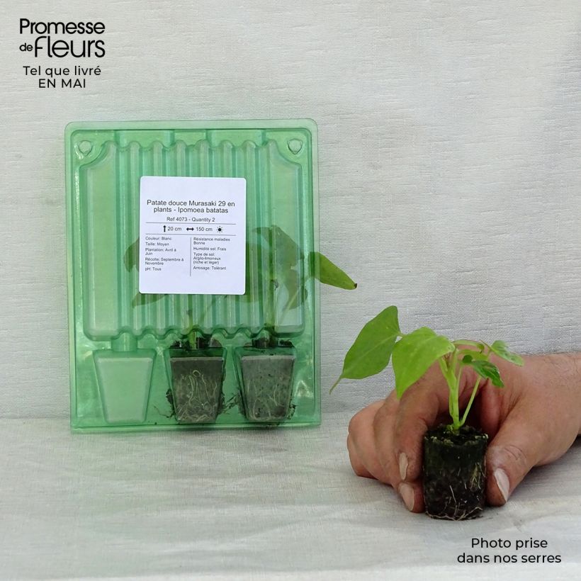 Patate douce Murasaki 29 en plants - Ipomoea batatas Mini-motte 3,5 cm sample as delivered in spring