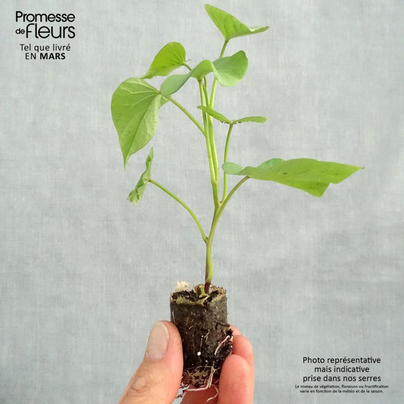 Sweet Potato Murasaki 29 plants - Ipomoea batatas sample as delivered in spring