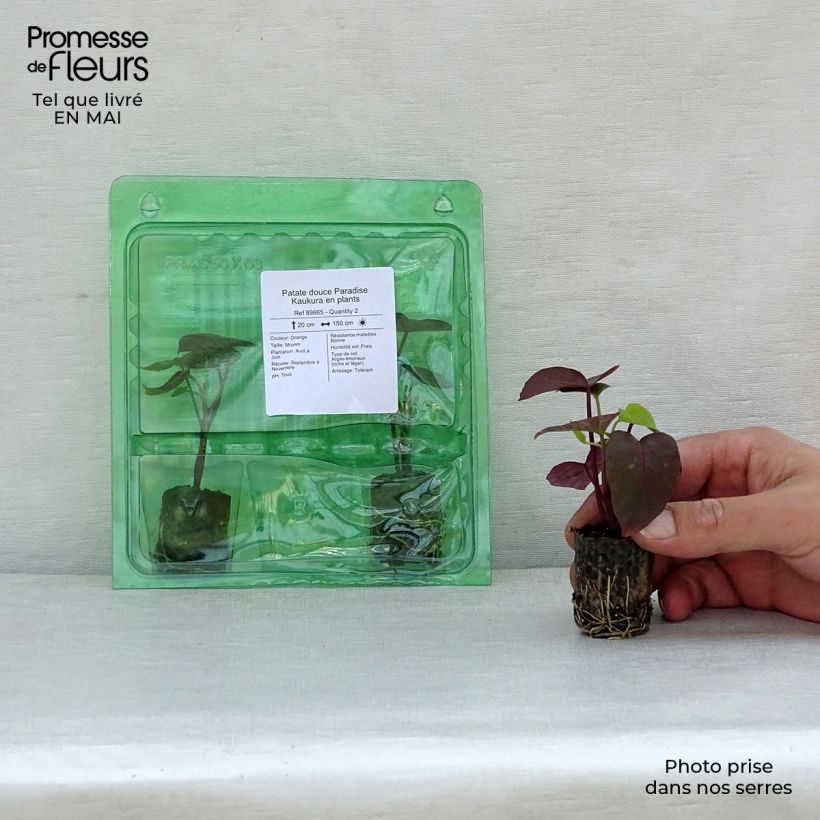 Patate douce Paradise Kaukura en plants Mini-motte 3,5 cm sample as delivered in spring