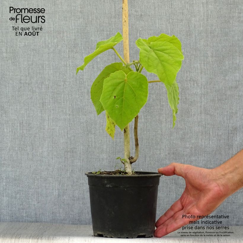 Paulownia tomentosa - Foxglove Tree 2L/3L potShipped height around 30/40cm sample as delivered in summer