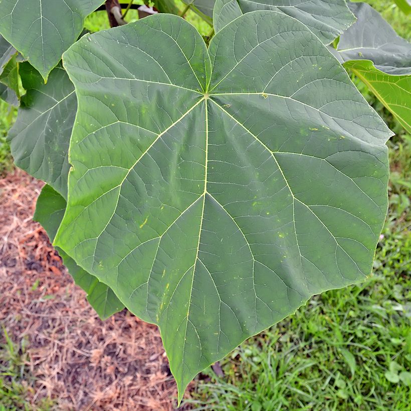Paulownia tomentosa Hulsdonk - Foxglove Tree (Foliage)