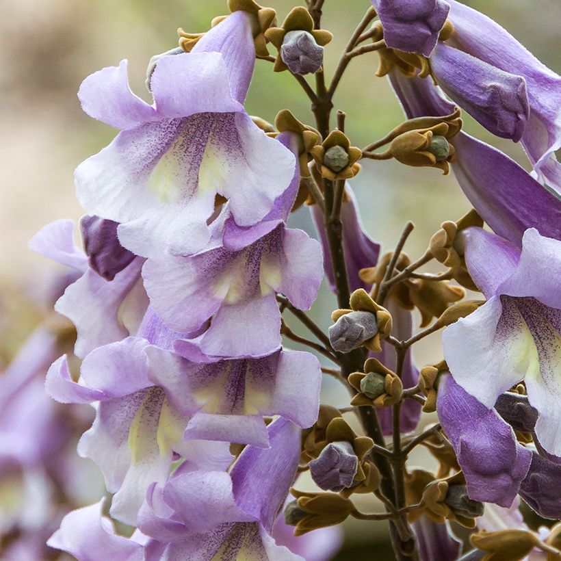 Paulownia tomentosa Hulsdonk - Foxglove Tree (Flowering)
