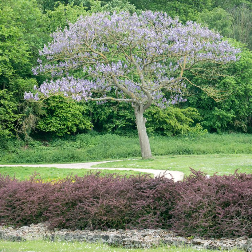 Paulownia tomentosa Hulsdonk - Foxglove Tree (Plant habit)