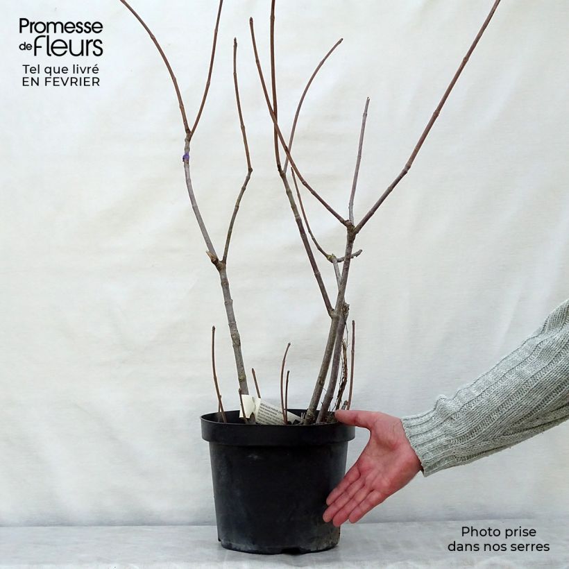 Aesculus parviflora - Pavier blanc en pot de 2/3L sample as delivered in winter