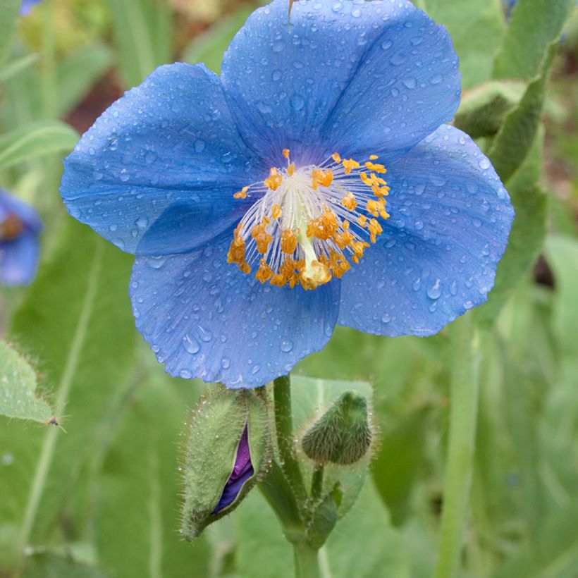 Meconopsis betonicifolia - Blue Poppy (Flowering)