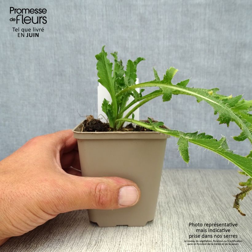 Papaver orientale Royal Wedding - Oriental Poppy 7/8 cm pot sample as delivered in summer