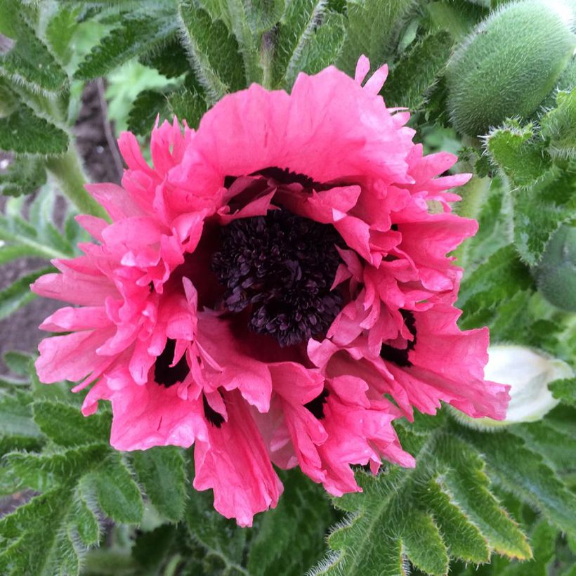 Oriental Poppy Pink Perfection - Papaver orientale (Flowering)