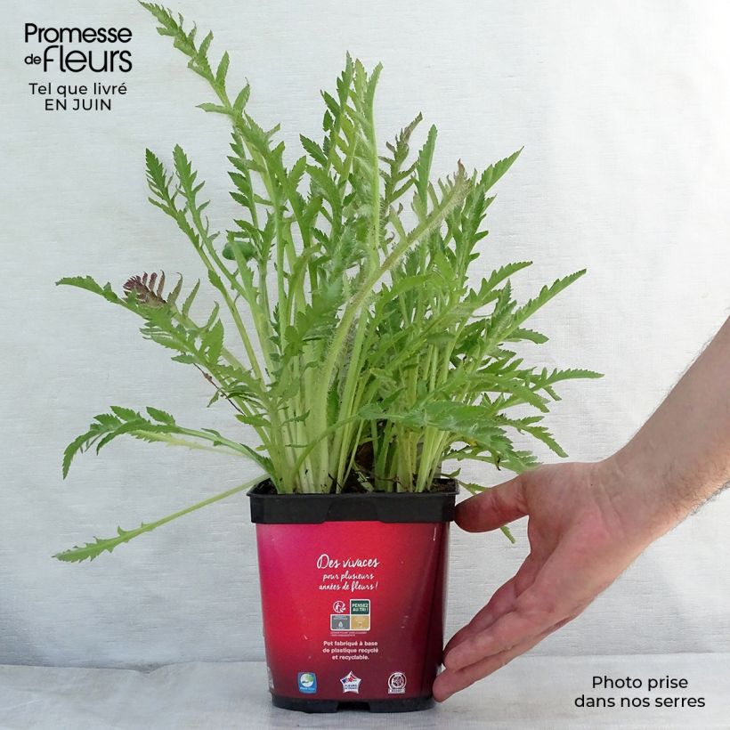 Papaver orientale Allegro - Oriental Poppy 2L/3L pot sample as delivered in summer