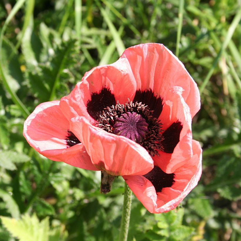 Papaver orientale Haremstraum - Oriental Poppy (Flowering)