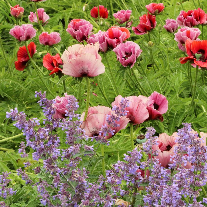 Papaver orientale Haremstraum - Oriental Poppy (Plant habit)