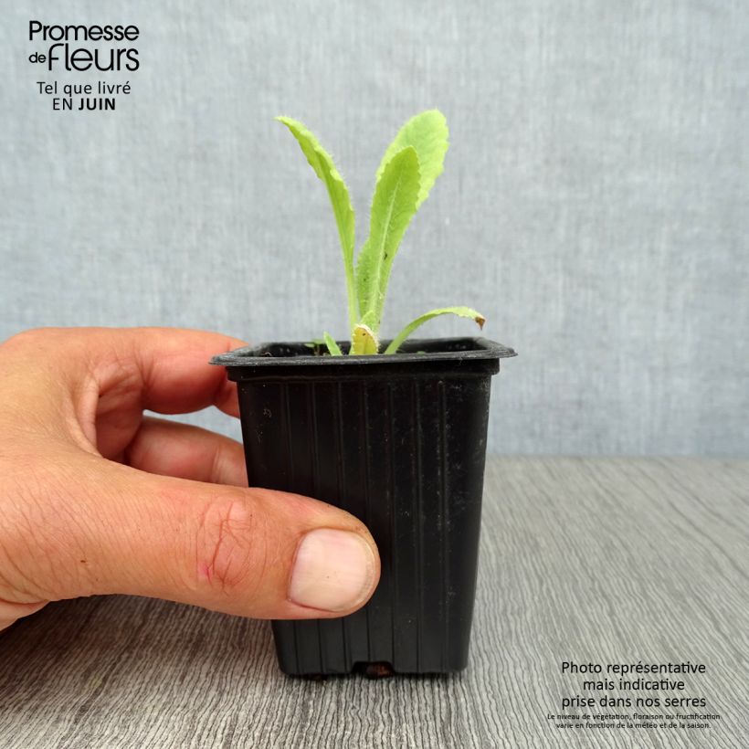 Papaver orientale Brilliant 7/8 cm pot sample as delivered in summer