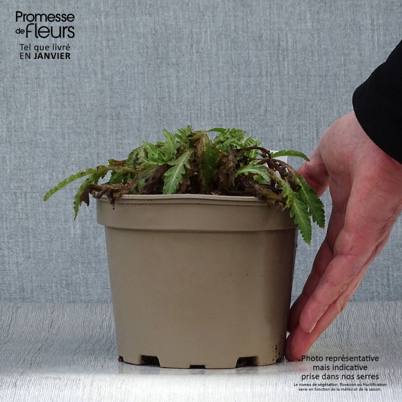 Papaver orientale Pattys Plum - Oriental Poppy 2L/3L pot sample as delivered in winter