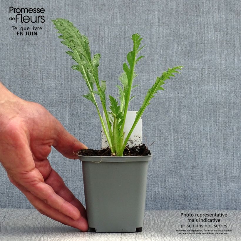 Papaver orientale Prinzessin Victoria Louise - Oriental Poppy 7/8 cm pot sample as delivered in summer