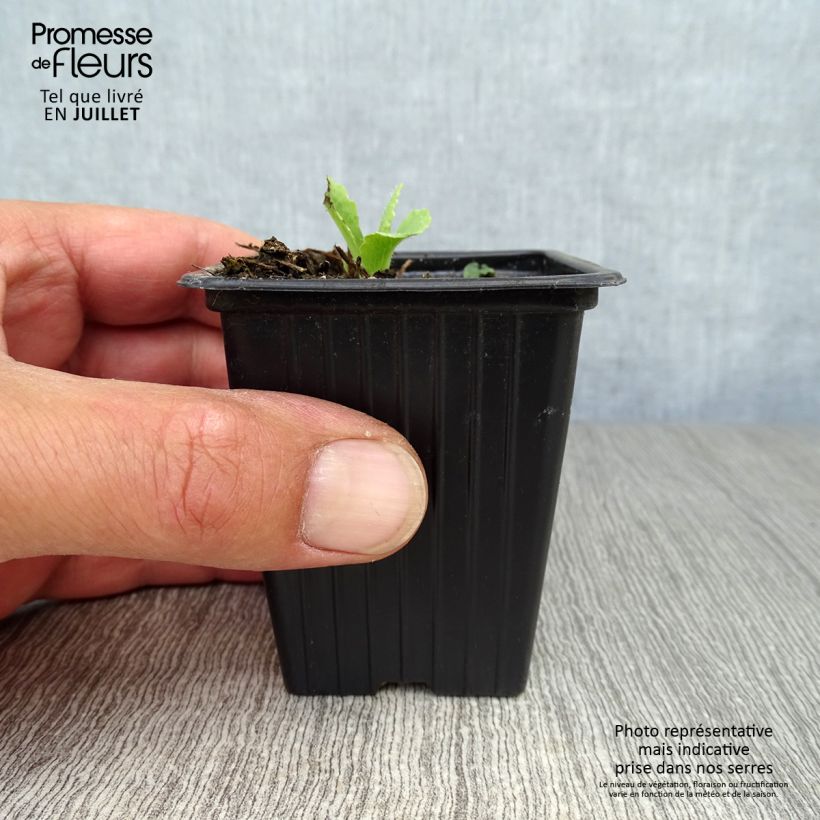 Papaver orientale Allegro - Oriental Poppy 7/8 cm pot sample as delivered in summer