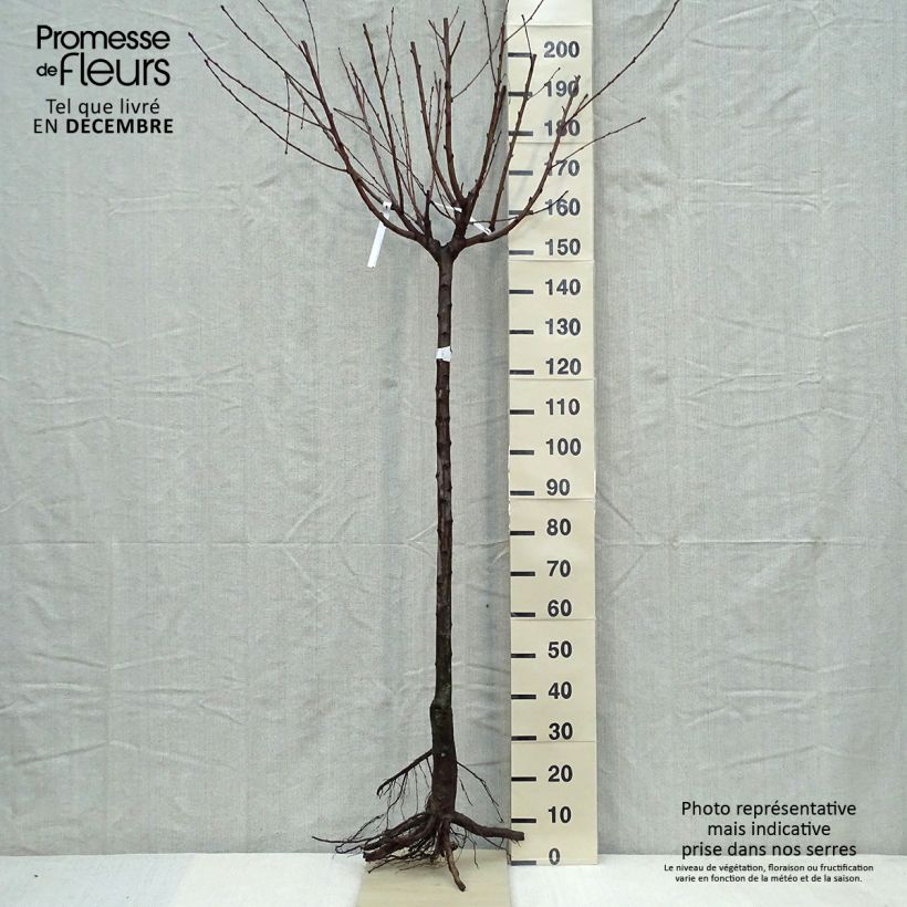 Prunus persica Andromeda - Peach Tree sample as delivered in winter