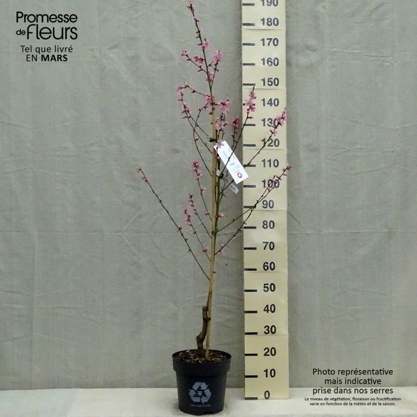 Prunus persica Benedicte - Peach Tree sample as delivered in spring