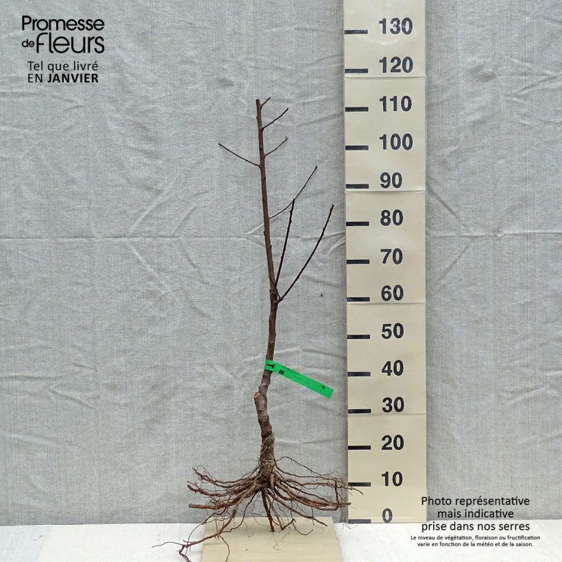Prunus persica Charles Ingouf - Peach Tree Bare root, ScionShipped height around 90/120cm sample as delivered in winter
