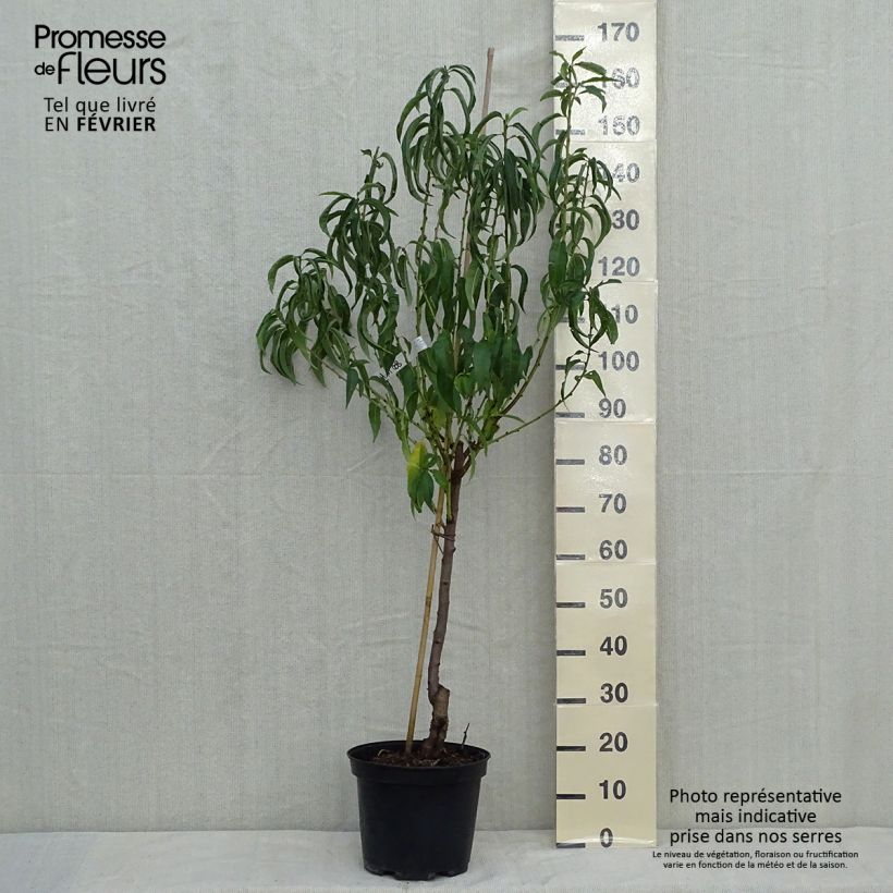 Pêcher Charles Ingouf - Prunus persica Gobelet en pot de 7,5l/10l sample as delivered in autumn