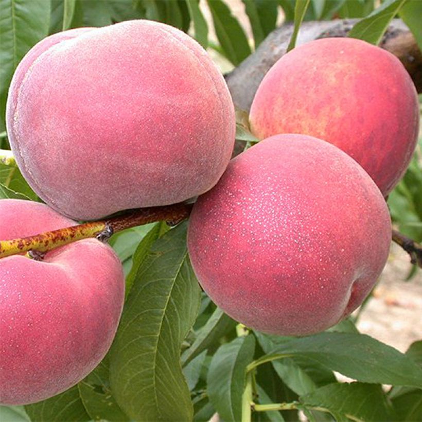 Prunus persica Dwarf Peach Dixired - Dwarf Peach Tree (Harvest)