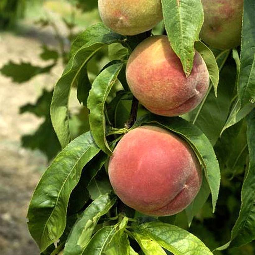Prunus persica Grosse Mignonne - Organic Peach Tree (Harvest)