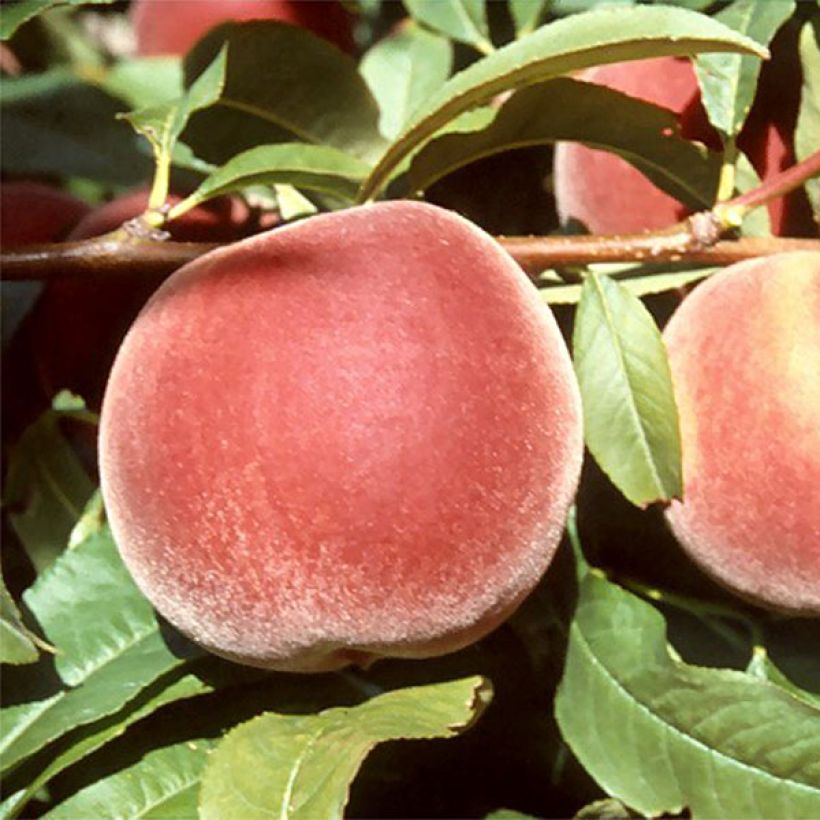 Prunus persica Michelini - Peach Tree (Harvest)