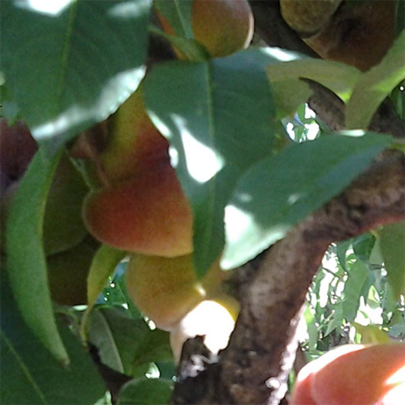 Prunus persica Peento - Flat Peach Tree (Harvest)