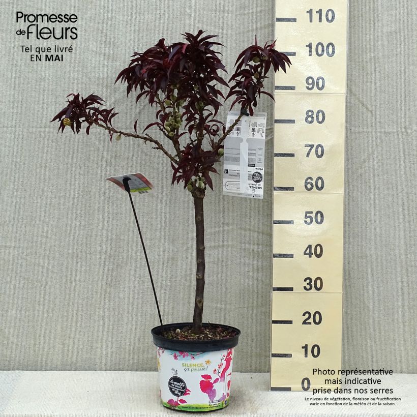 Prunus persica Dwarf Crimson Bonfire sample as delivered in spring