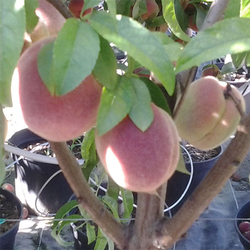 Prunus persica Redwing - Peach Tree (Harvest)