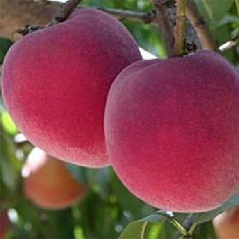 Prunus persica Orchard Queen - Organic Peach Tree (Harvest)