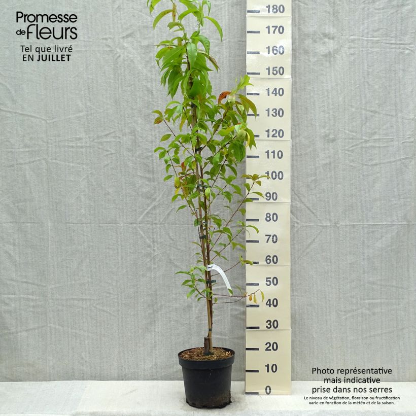 Prunus persica Suncrest - Peach Tree 7.5L/10L pot, Goblet sample as delivered in summer