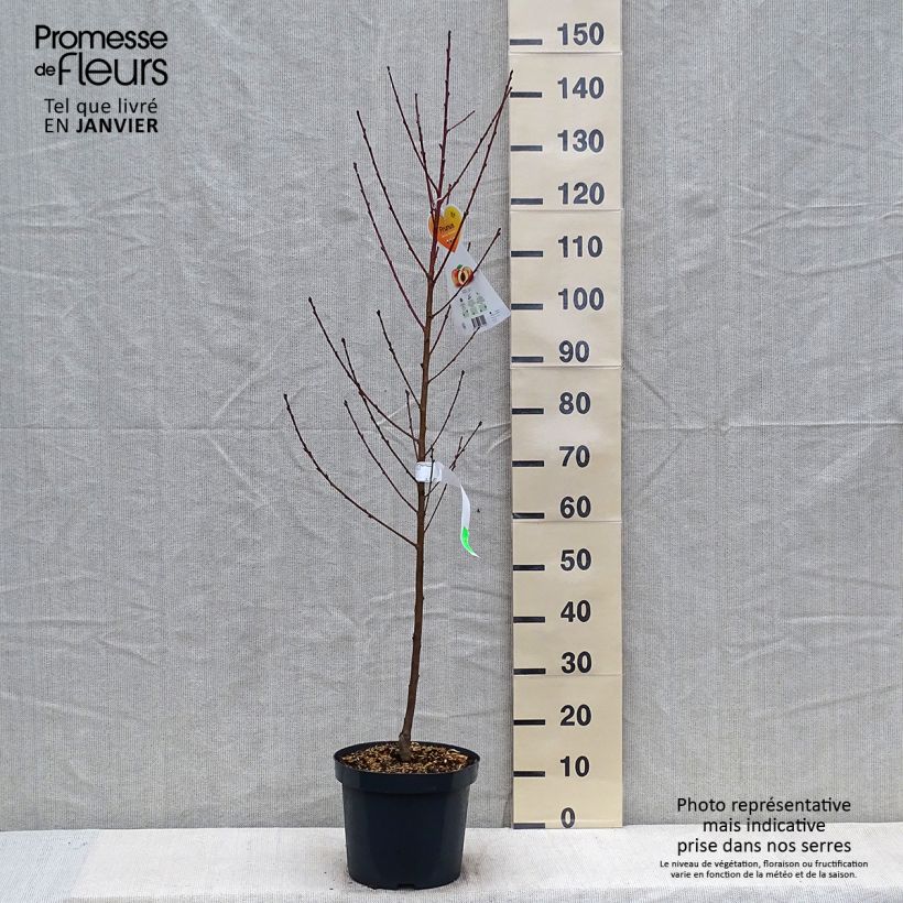 Pêcher Suncrest - Prunus persica en pot de 7.5L Gobelet sample as delivered in winter