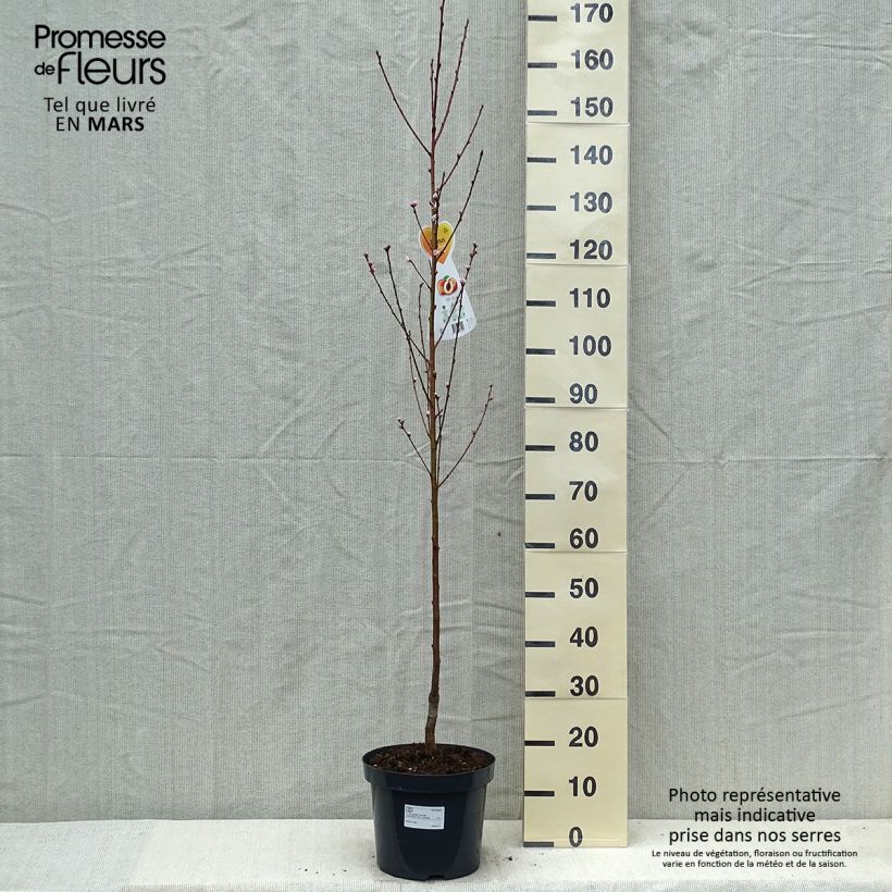 Prunus persica Suncrest - Peach Tree 7.5L/10L pot, GobletShipped height around 140/160cm sample as delivered in spring