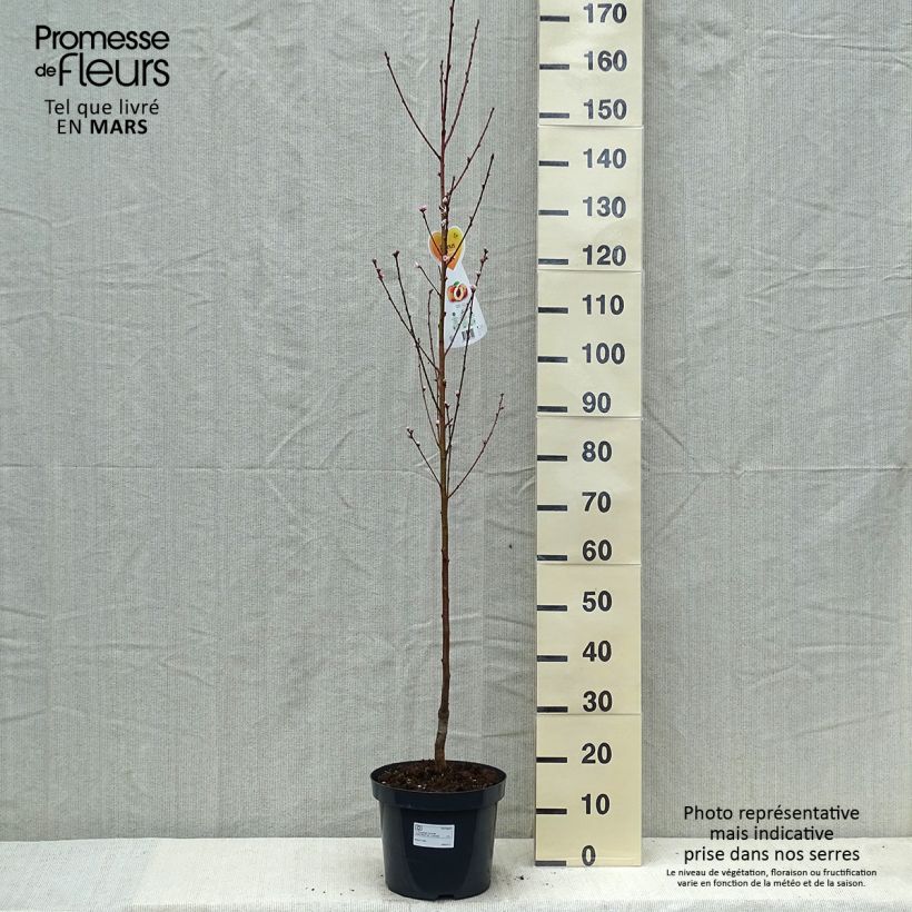 Prunus persica Suncrest - Peach Tree sample as delivered in spring