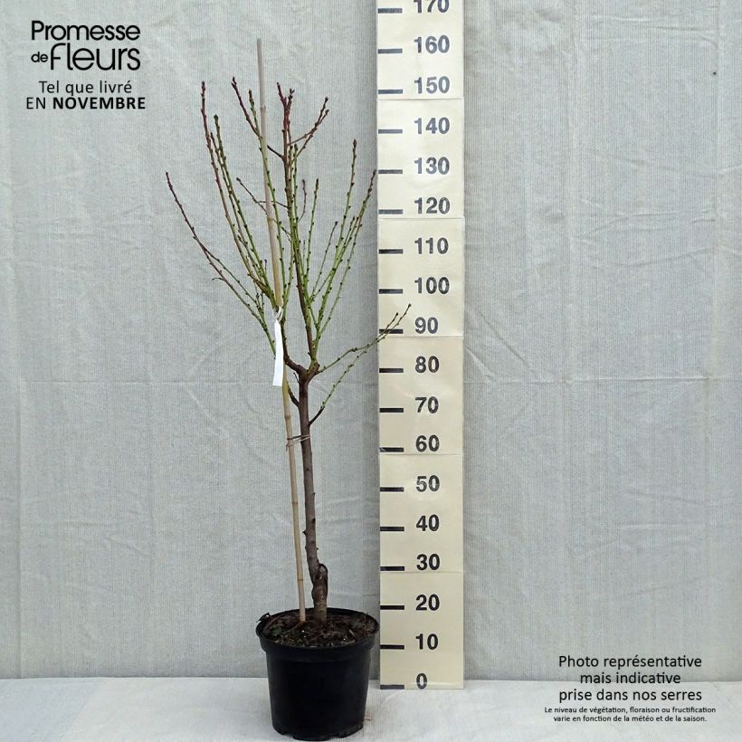 Prunus persica Teton de Venus - Peach Tree 7.5L/10L pot, GobletShipped height around 140/160cm sample as delivered in autumn